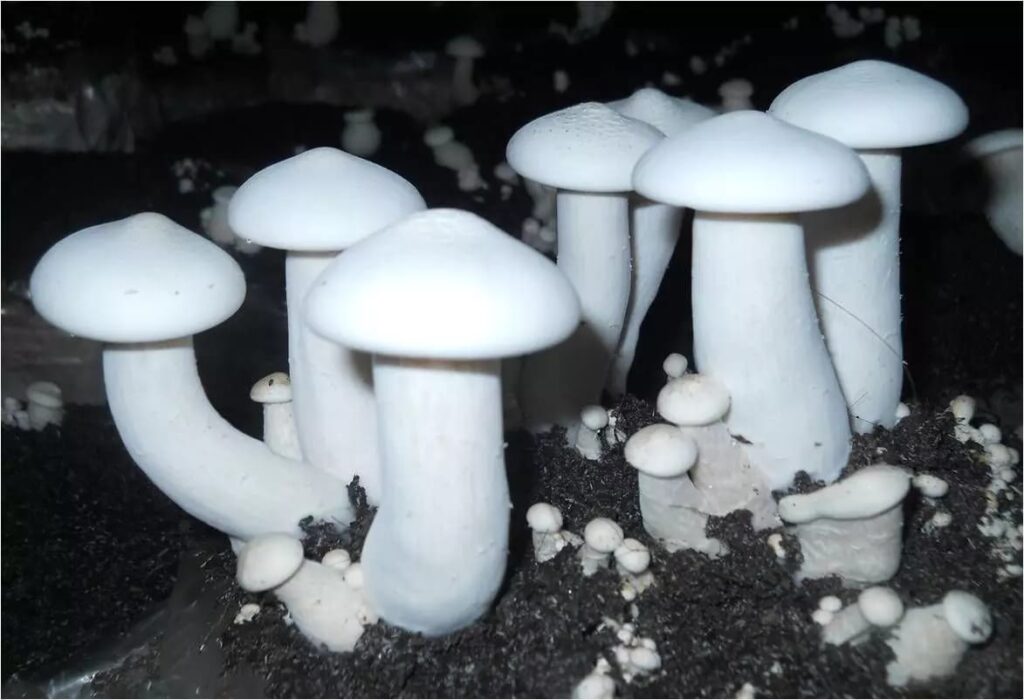 Mashroom Farming