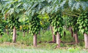 Papaya Farming