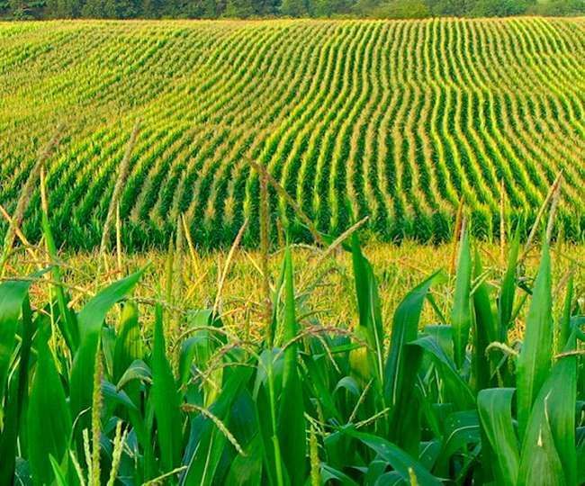 Natural Farming