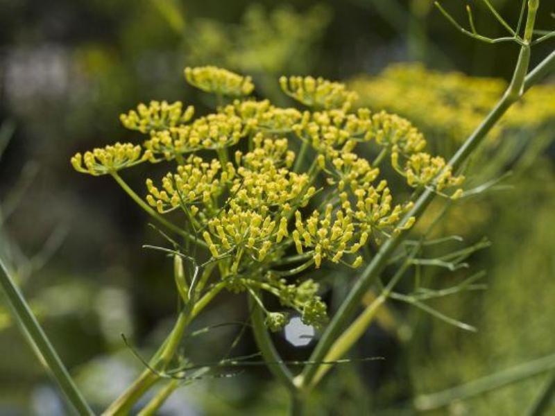 Asafoetida Farming