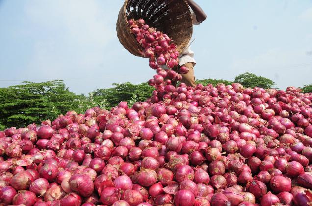 Onion Farmers Situation