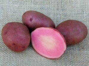 Pink Potato