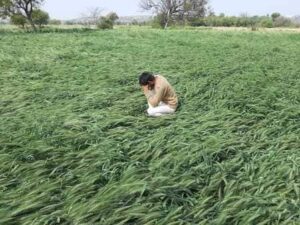 Wheat Crop Loss Data