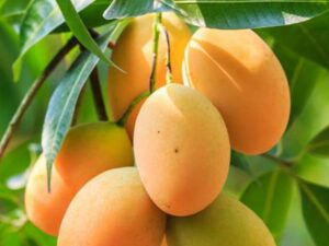 Eating Mangoes Side Effects