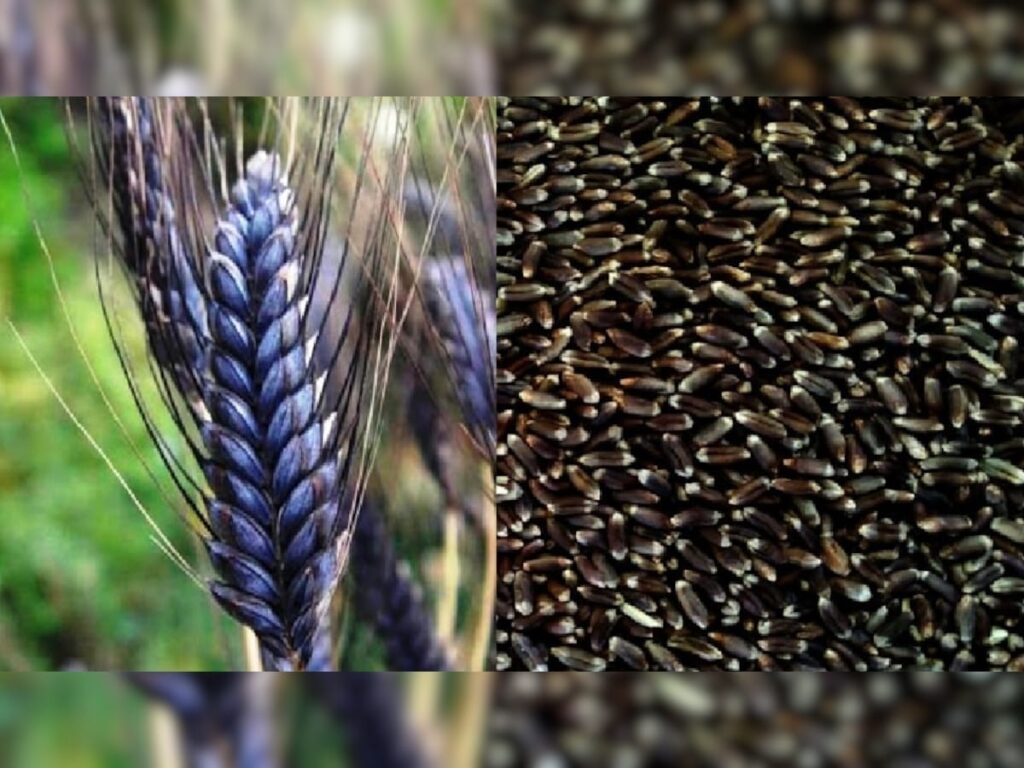 Black Wheat Benifit