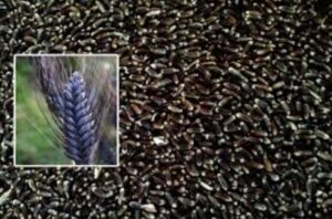 Black Wheat Benifit