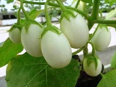 White Brinjal Kheti