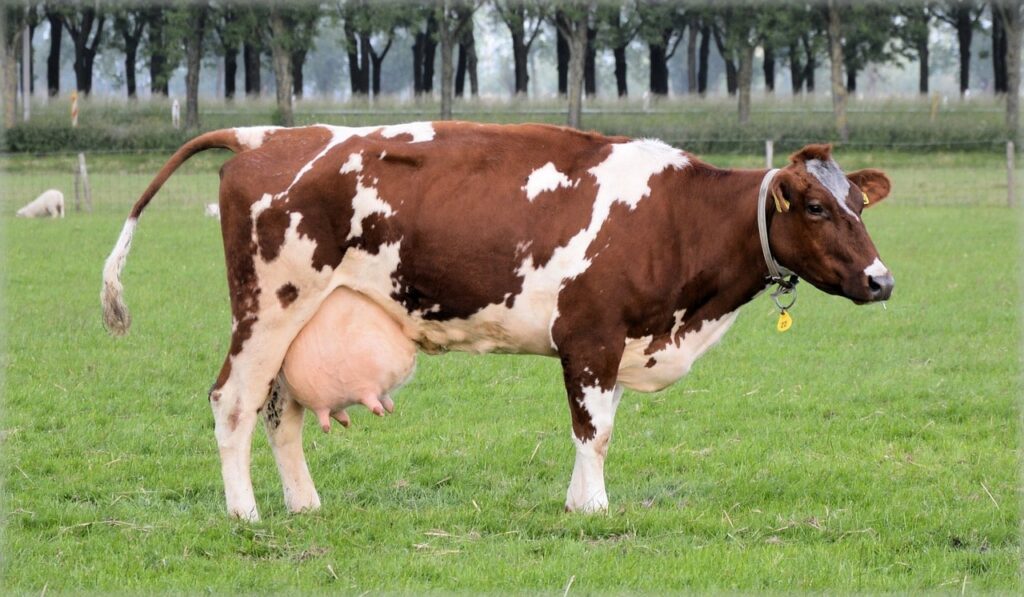 Best Cow breed