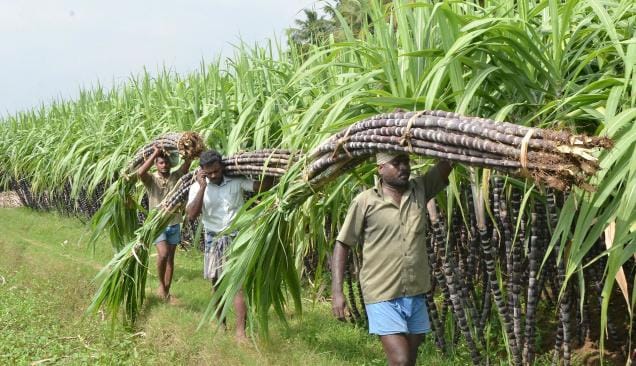 Sugarcane FRP Hike