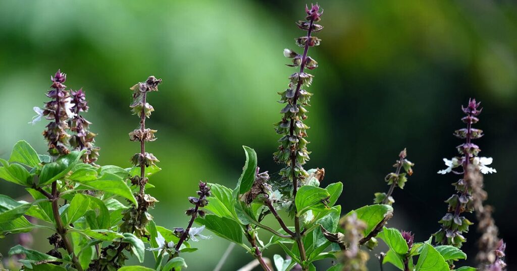 Tulsi Niyam