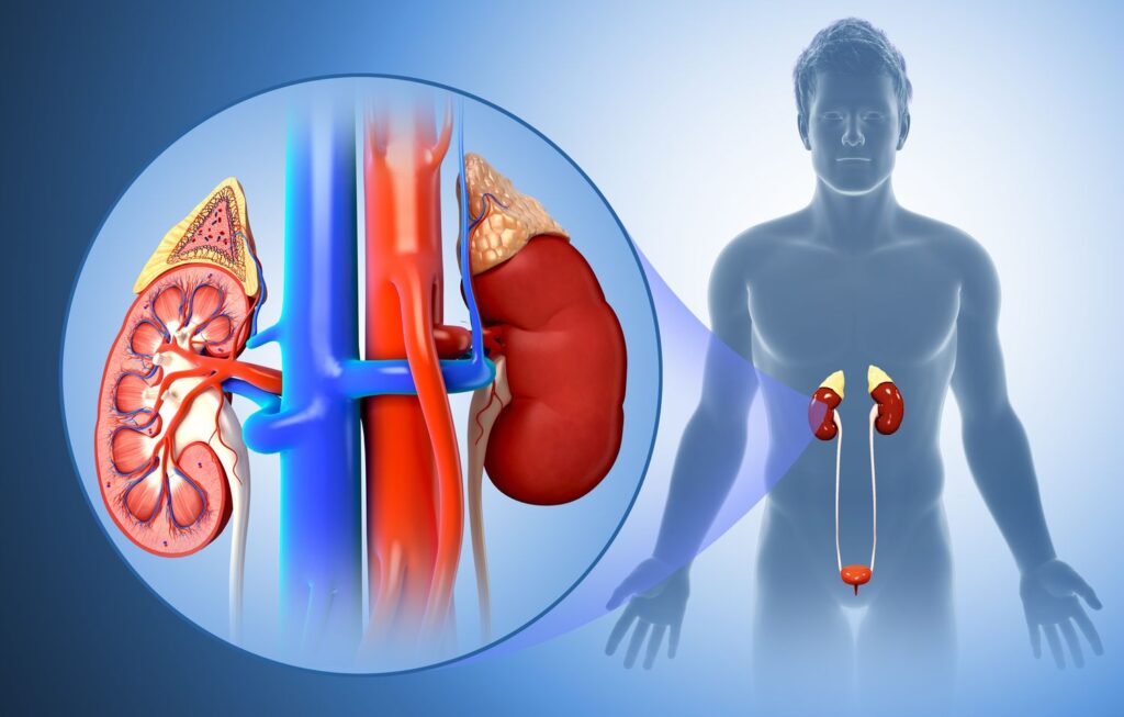 Kidney Care Tips