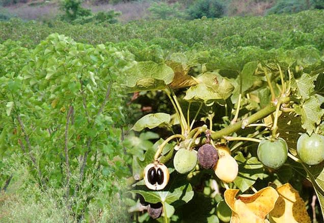 Diesel Plant Farming