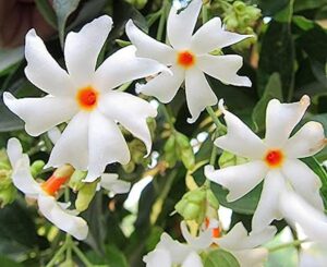 Parijat Flowers Benefits